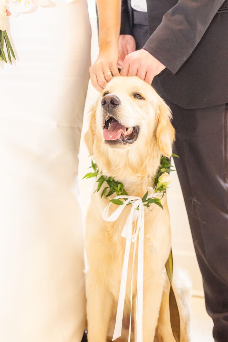 Labrador dog with flowers during wedding